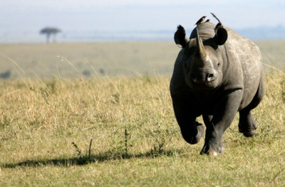 Adaptations for survival - Black african RhinoCeros
